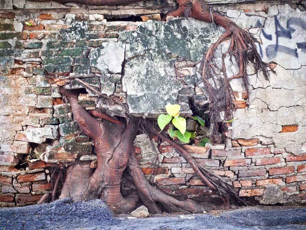 Comment un arbre assèche le sol sous votre maison Comment un arbre assèche le sol sous votre maison